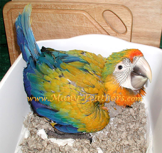 3rd Generation hybrid Camelot x Catalina Macaw