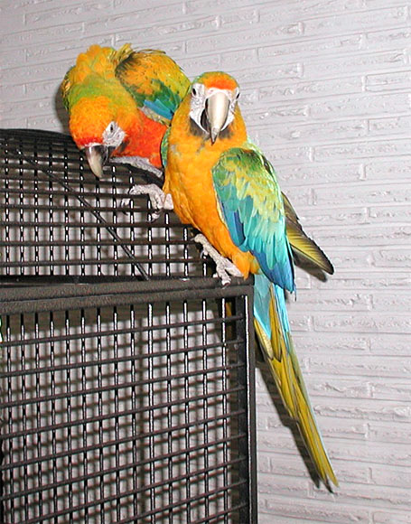 Camelot & Camelina Macaw