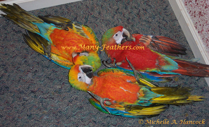 Camelot Macaw, Mango & Siblings