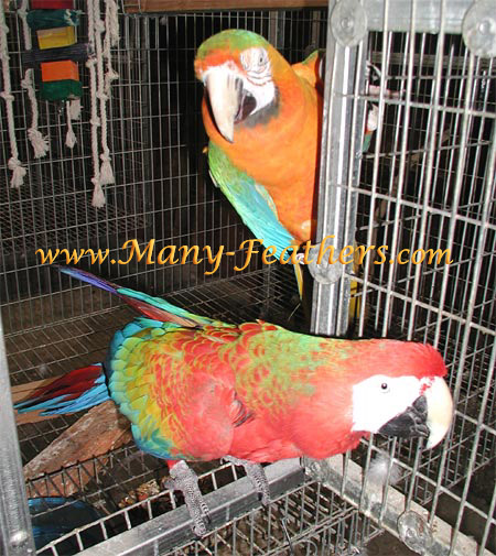 Catalina Macaw, Marilyn & Camelot Macaw, Joseph