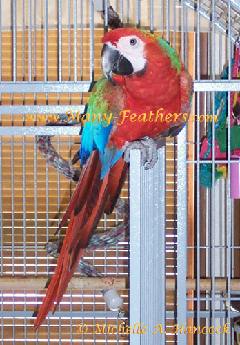 Camelot Macaw "Froot Loop"