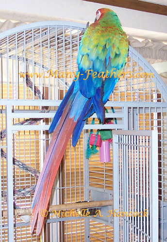 Camelot Macaw "Froot Loop"