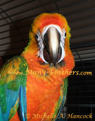 Camelot Macaw, "Mango"