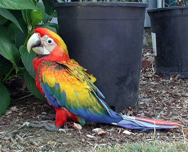 orange-yellow red dominant  baby Camlelot Macaw.