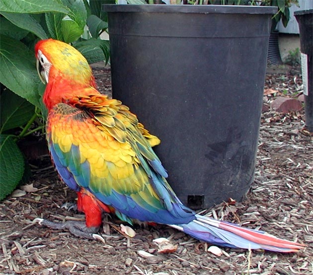 orange-yellow Red Dominant Camelot Macaw