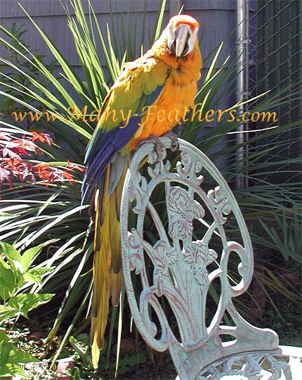 Yellow Dominant Camelot Macaw, Sunshine