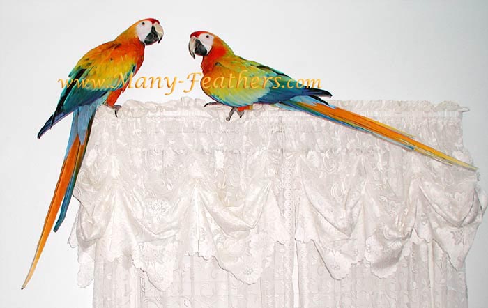 Capri Macaw brothers, Phoenix & Sunkist
