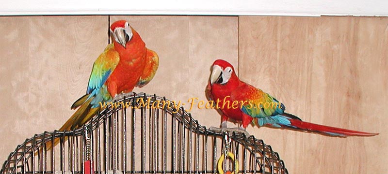 Orange Capri Macaw, Sunkist w/ red little sister, Flame