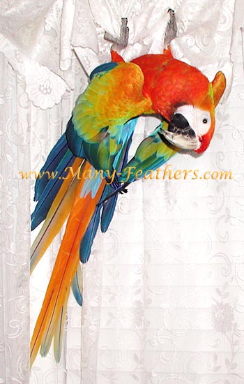 Capri Macaw, Sunkist in the curtains