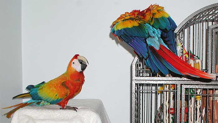 Scarlet Macaw, Aphrodite intimidating Capri Macaw, Liberty