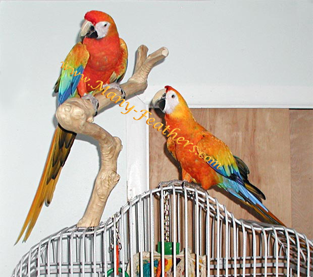 Capri Macaws, Sunkist & Blondie