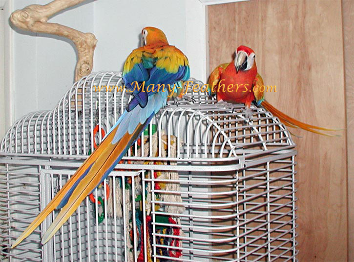 Hybrid Capri Macaws, Sunkist & Blondie