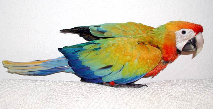 9-1/2 wk old Capri Macaw