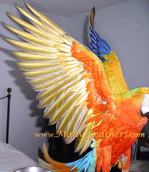 Capri Macaw, Sunkist's orange underwings