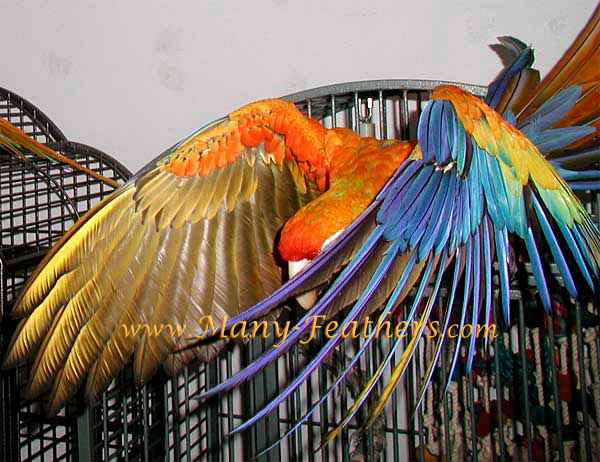 Capri Macaw Wings
