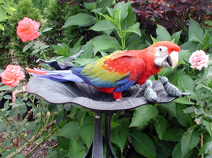 Red Dominant Baby Capri Macaw