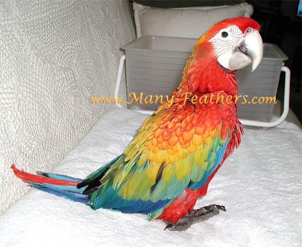 Baby Capri Macaw, Flame