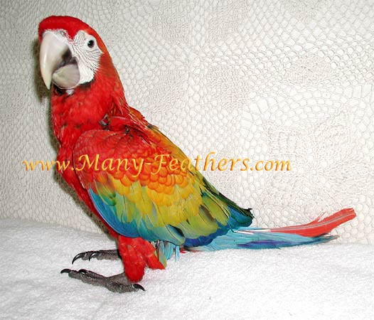 Red Dominant Capri Macaw, Flame