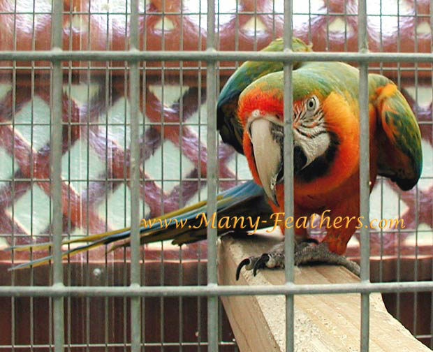 Catalina Macaw, Rascal