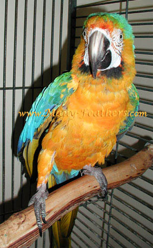 Catalina Macaw, Vinnie