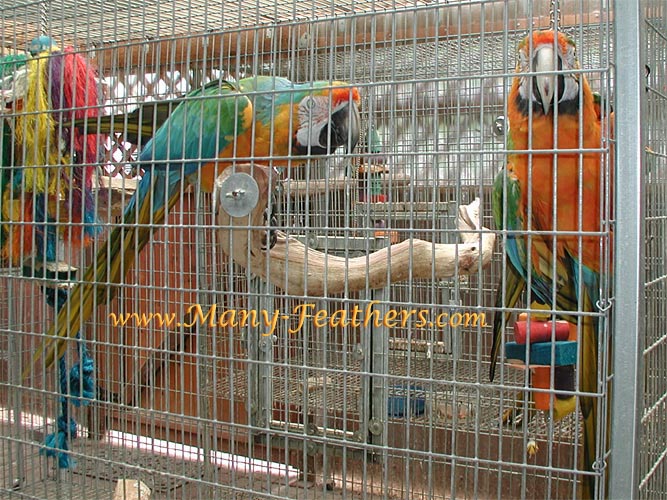 Hybrid Catalina Macaws - Vinnie & Vanessa