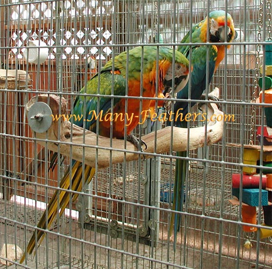 Catalina Macaws - Vinnie & Vanessa