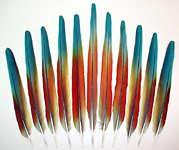 Buffon's Macaw Tail Feathers