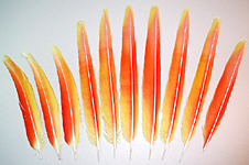 Yellow & Coral Macaw Tail Feathers