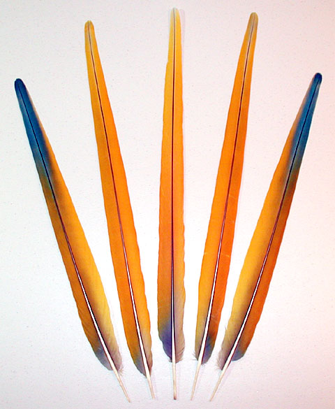 Yellow Camelot Macaw Tail Feathers