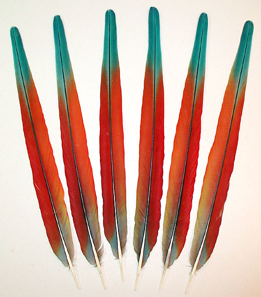 Hybrid Shamrock Macaw Center Macaw Feathers