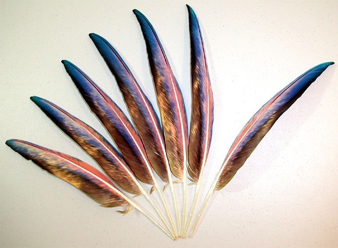 Hybrid Scarlet x Shamrock Macaw Pink Flight Feathers 