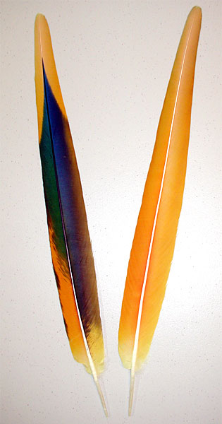 Camelot Macaw Yellow Secondary Tail Feathers