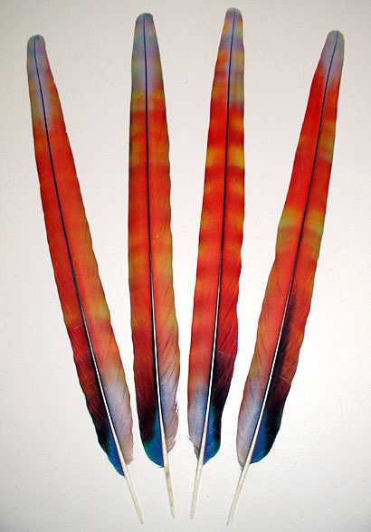 Red Camelot Macaw Rainbow Center Tail  Feathers