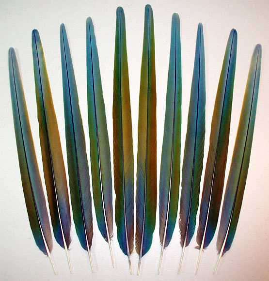Catalina Macaw Center Tail Feathers