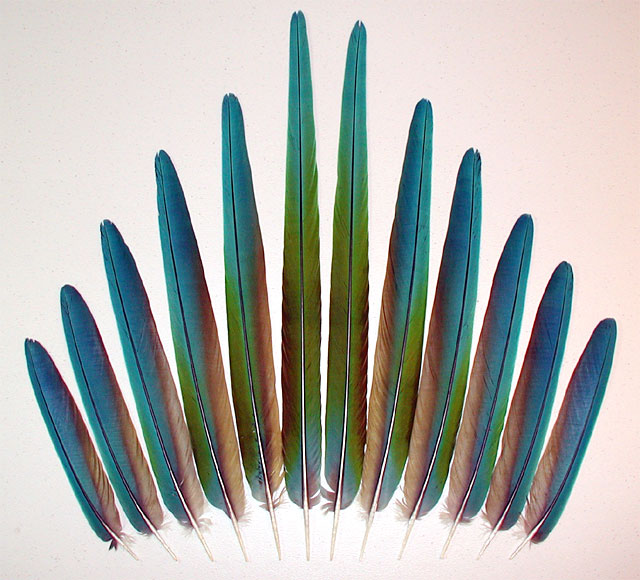 Miligold Macaw Tail Feathers