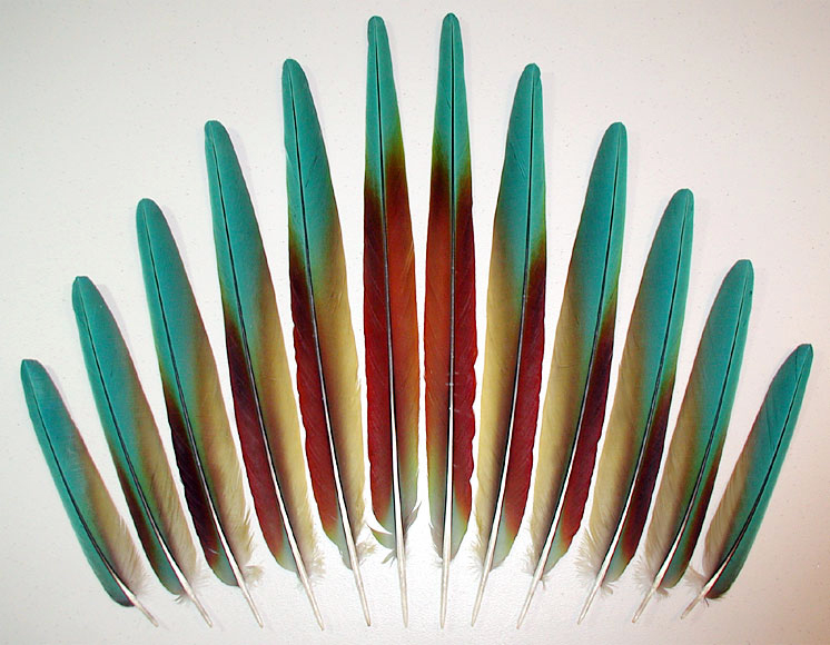 Military Macaw Tail Feathers Assembly