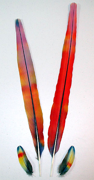 Scarlet Macaw Rainbow Feathers