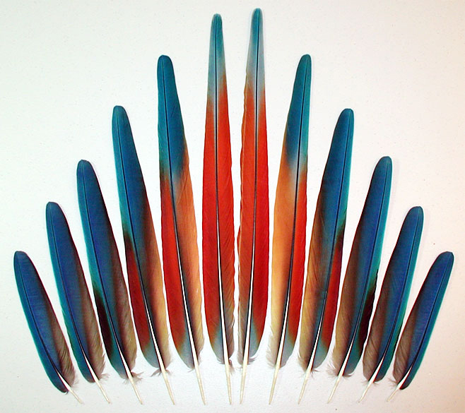 Hybrid Shamrock Macaw Tail Feathers Assembly