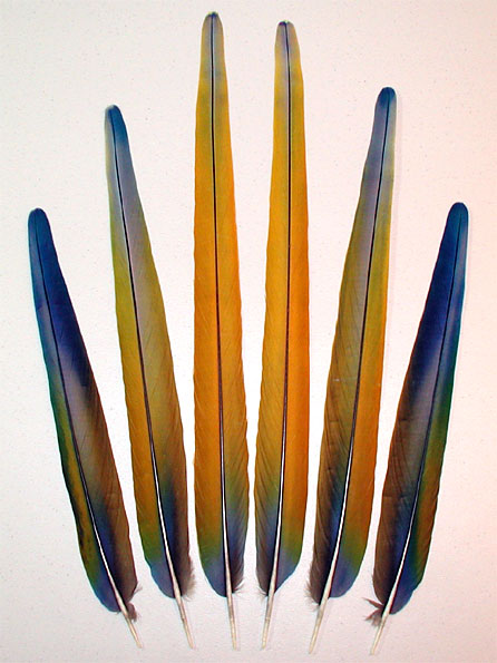 Camelot Macaw Tail Feathers