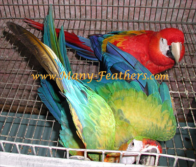 Camelot Macaw Jaya & Scarlet Macaw Hot Stuff