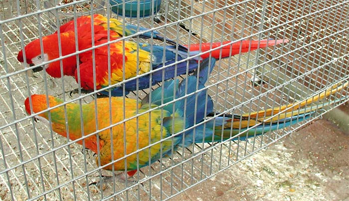 Yellow Dominant Camelot Macaw hen with Scarlet Macaw male