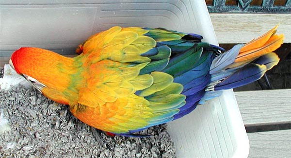 Yellow dominant Capri Macaw