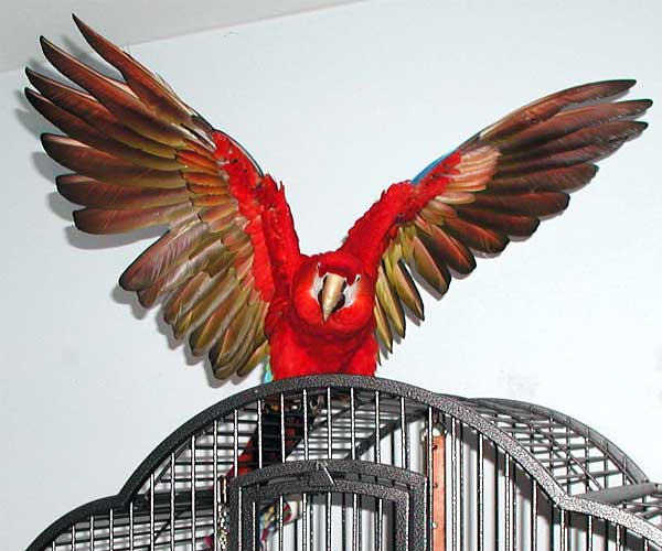 Scarlet Macaw, Aphrodite