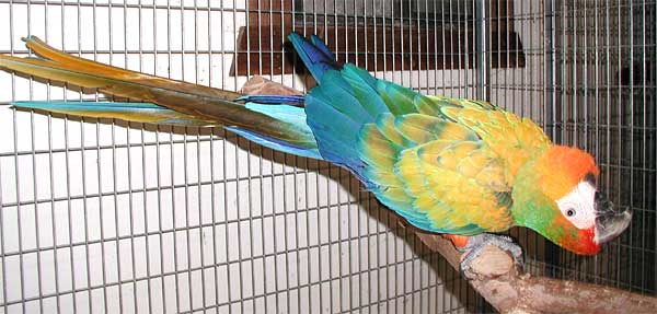 Camelot Macaw, Topaz
