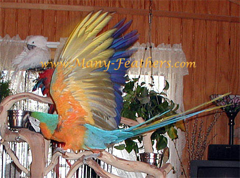 Hybrid Catalina Macaw, Kachina